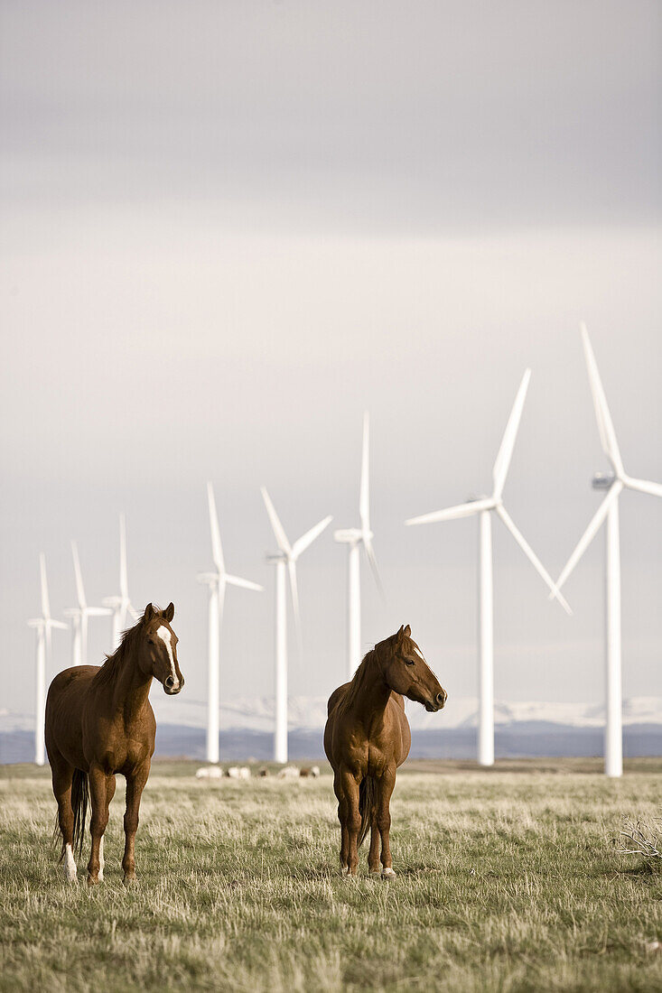 Horses grazing below wind turbines at a wind farm in Southern Wyoming.