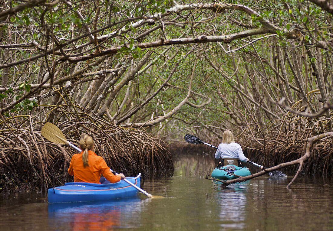 Erinn Deshinsky and Marianne Zentz kayak though a patch of mangroves in Sarasota Bay, Florida on December 7, 2009.