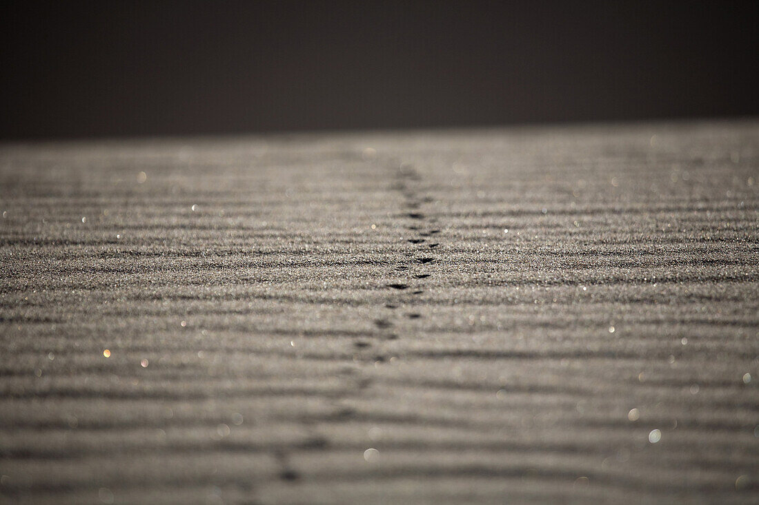 Probable rodent tracks in the dunes in Great Sand Dunes National Park and Preserve, Colorado.