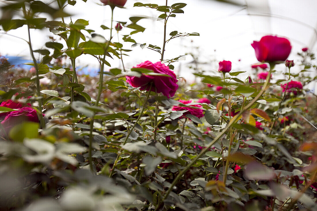 An artistic view of long stem organic Fair Trade roses growing in a greenhouse in Ecuador.