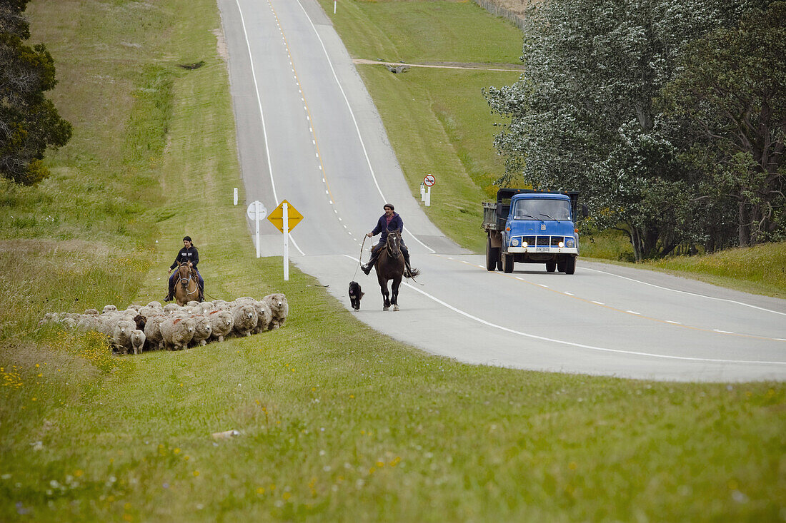 A man and his daughter with horses and dogs moving a group of sheep next to a road while a blue truck passes by in Uruguay.