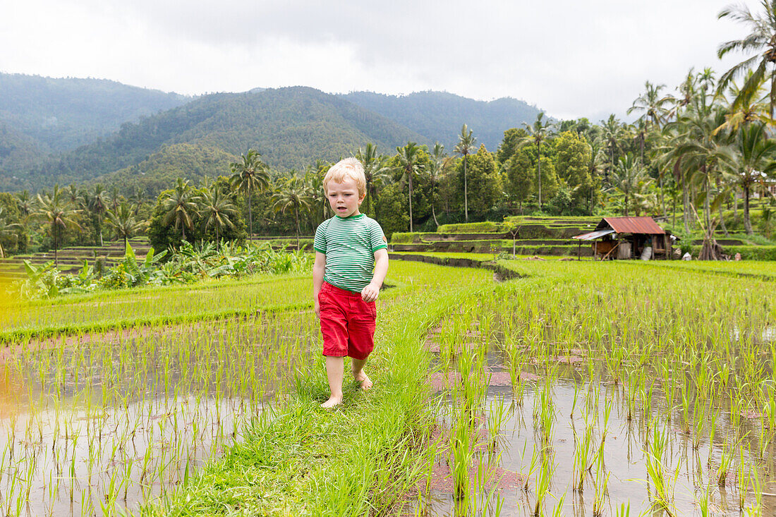 Hiking in the rice field, paddies, German young boy, 3 years old, mountains, palm trees, family travel in Asia, parental leave, German, European, MR, Munduk, Bali, Indonesia