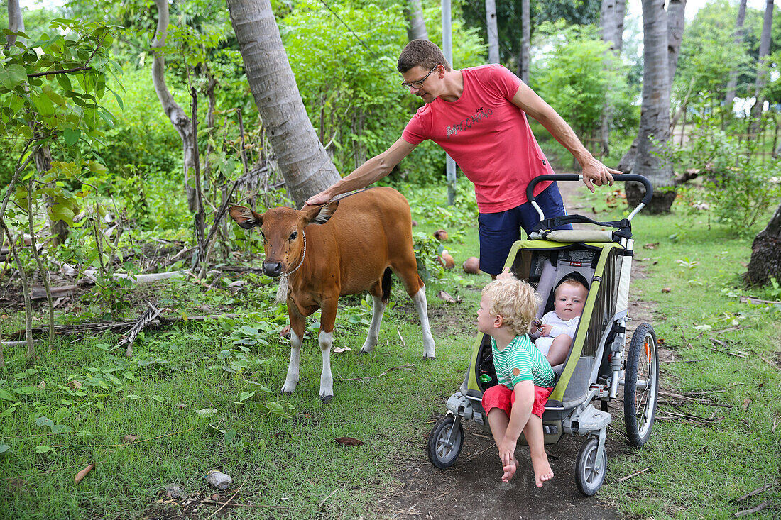 Familie unterwegs, Vater mit zwei Kindern, Kinderwagen, braune Kuh, Kalb, streicheln, Weg, Kokospalmen, Kokoshain, Urlaub, tropische Insel, Mädchen 5 Monate, Junge 3 Jahre, Ferien, Elternzeit in Asien, Europäer, Deutsche, Westler, Familie, MR, Gili Air, G