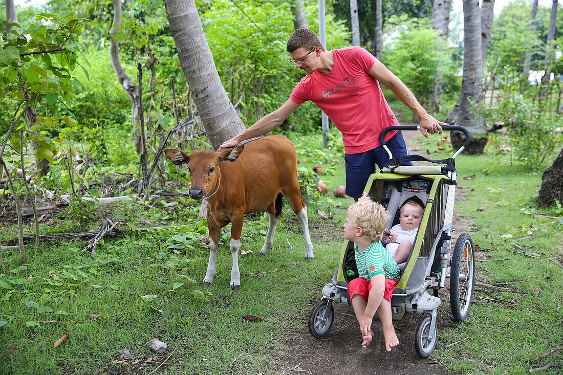 Family on holiday, father with his two kids, stroller, brown cow, calf, coconut trees, coconut grove, tropical island, girl 5 months, boy 3 years old, family travel in Asia, parental leave, German, European, MR, Gili Air, Gili Inseln, Lombok, Indonesia