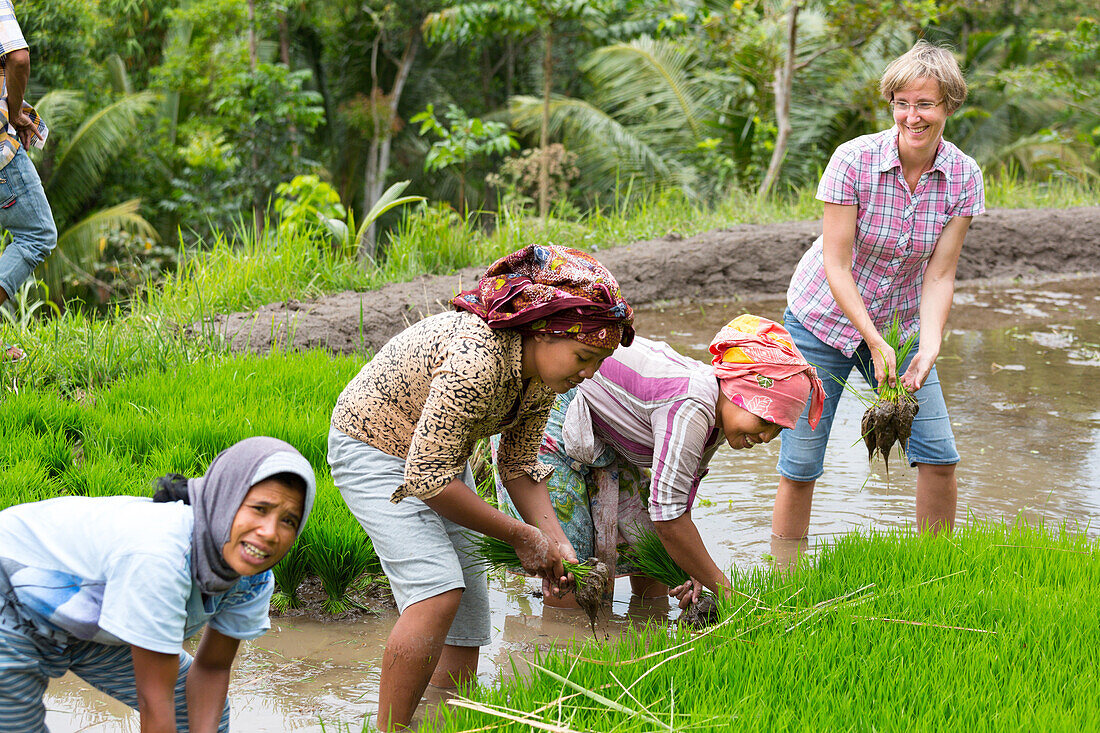 Deutsche Frau mit indonesischen Frauen im Reisfeld, gemeinsam Setzlinge pflanzen, Reisanbau, Nassreis, Feldarbeit, Reis anbauen, Kontakt mit Einheimischen, interkulturell, Ferien, Elternzeit in Asien, Europäer, Deutsche, Westler, Familie, MR, Tetebatu, Lo