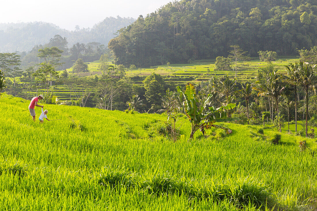 Vater und Sohn wandern im Reisfeld, Reisterrassen, Abendsonne, Reisanbau, kleiner Junge, 3 Jahre alt, Tropen, Elternzeit in Asien, Europäer, Deutsche, Westler, Familie, MR, Sidemen, Bali, Indonesien