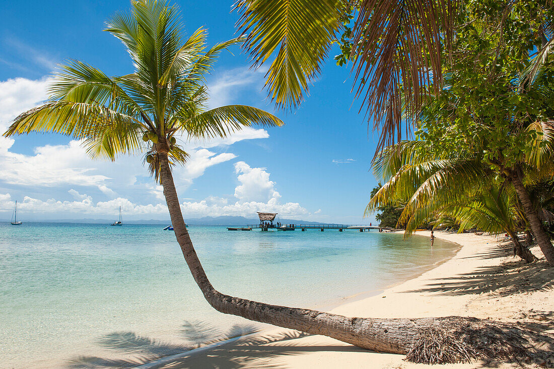 Eine einsame Palme an einem Strand auf der Insel Leleuvia, Lomaiviti-Inseln, Fidschi-Inseln, Südpazifik