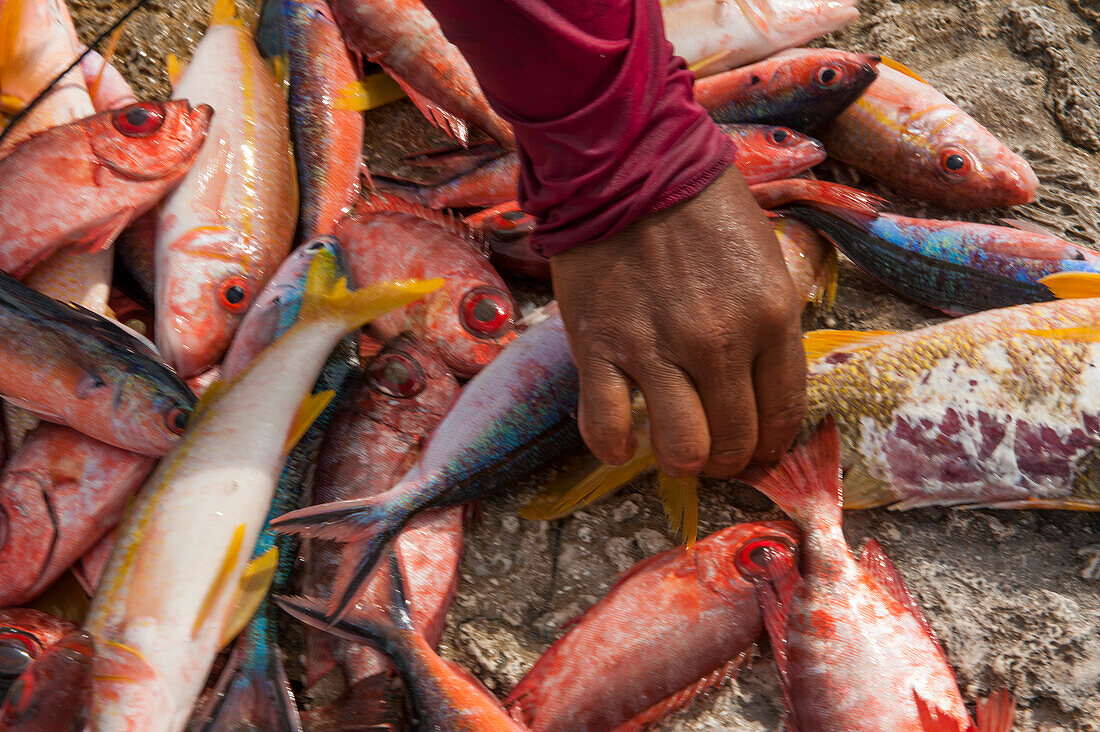Hand greift nach bunten Fischen auf dem Fischmarkt, Makemo, Tuamotu-Inseln, Französisch Polynesien, Südpazifik