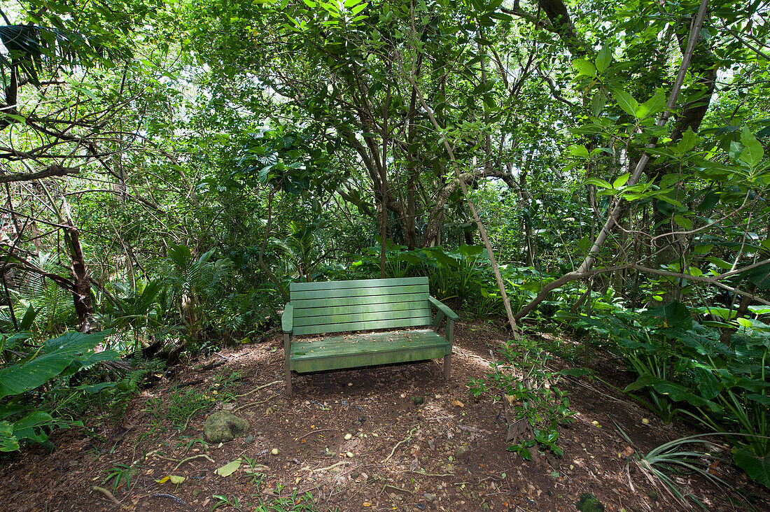 Green bench in a tropical forest, Pitcairn, Pitcairn Group of Islands, British Overseas Territory, South Pacific