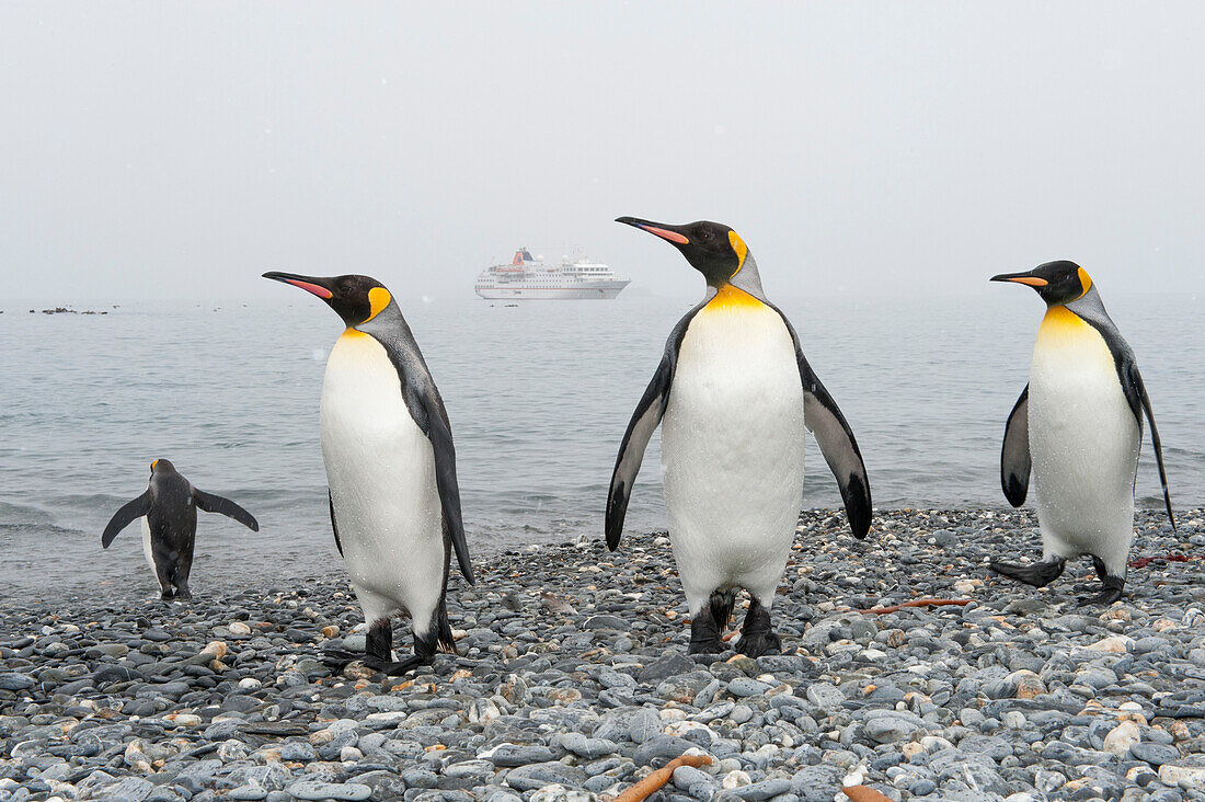 King Penguins (Aptenodytes patagonicus) on the beach and expedition cruise ship MS Hanseatic (Hapag-Lloyd Cruises) at anchor, Salisbury Plain, South Georgia Island, Antarctica