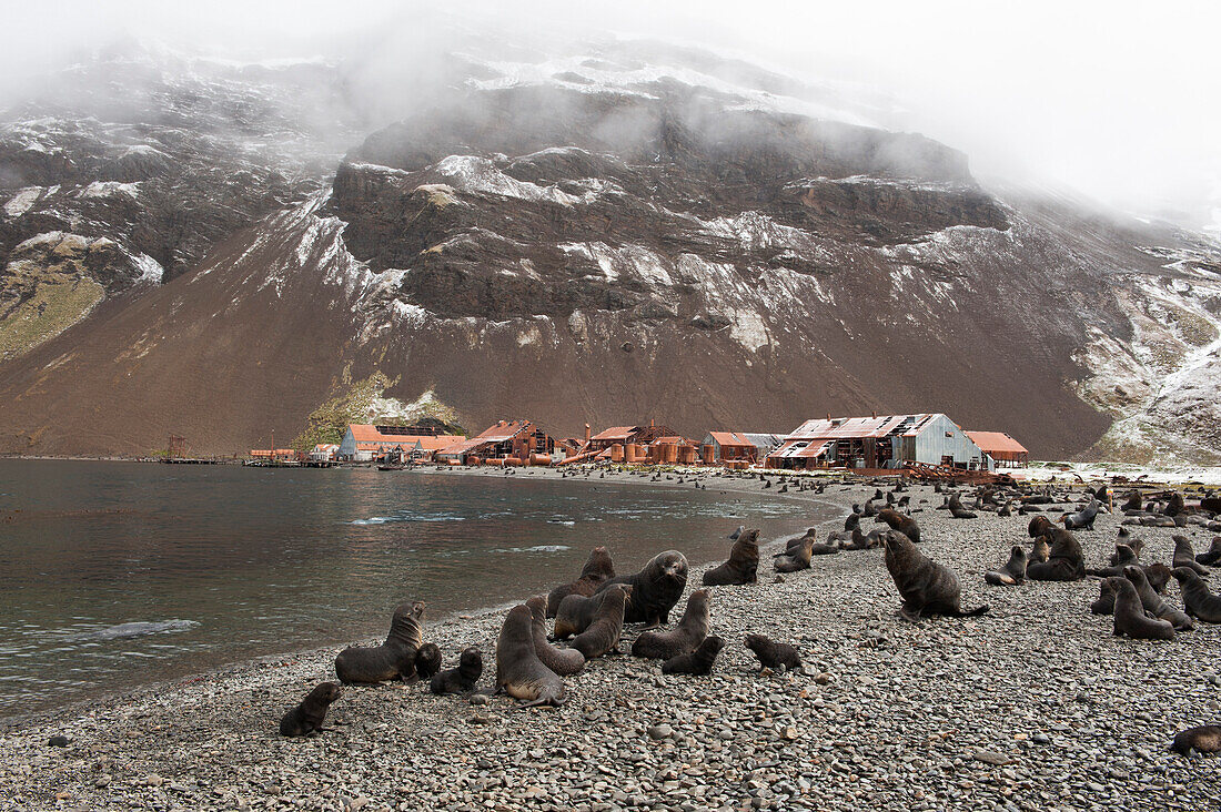 Seals on the beach and delapidated settlement, Stromness, South Georgia Island, Antarctica