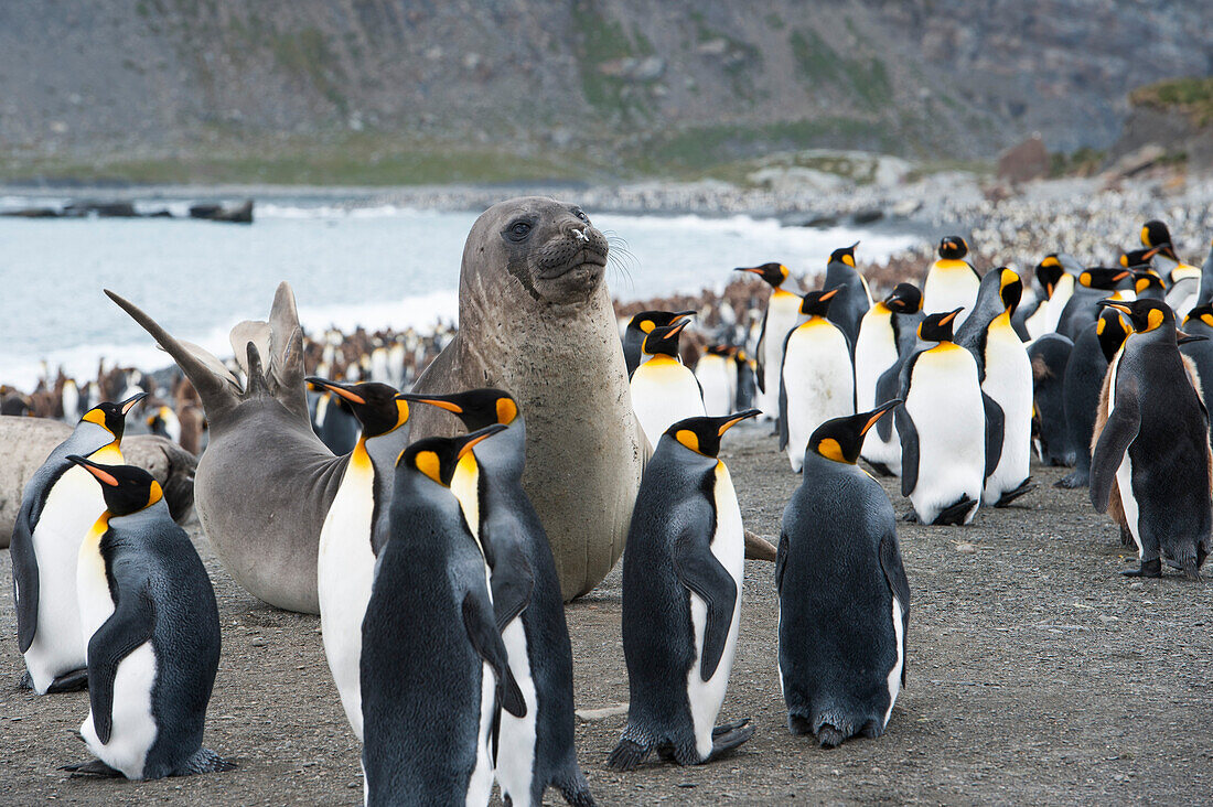 Ein Seelöwe inmitten einer großen Gruppe Königspinguine (Aptenodytes patagonicus) am Strand, Gold Harbour, Südgeorgien, Antarktis