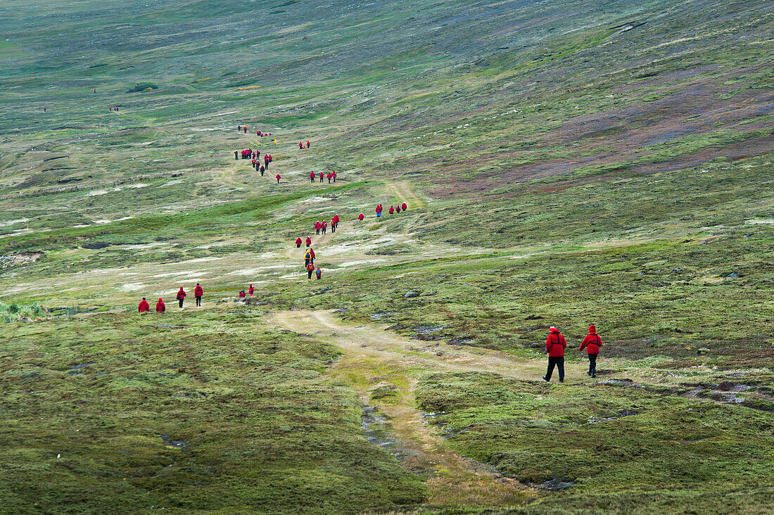 Passagiere von Expeditions-Kreuzfahrtschiff MS Hanseatic (Hapag-Lloyd Kreuzfahrten) in roten Jacken bei Wanderung auf grünem Hügel, Carcass Island, Falklandinseln, Britisches Überseegebiet, Südamerika