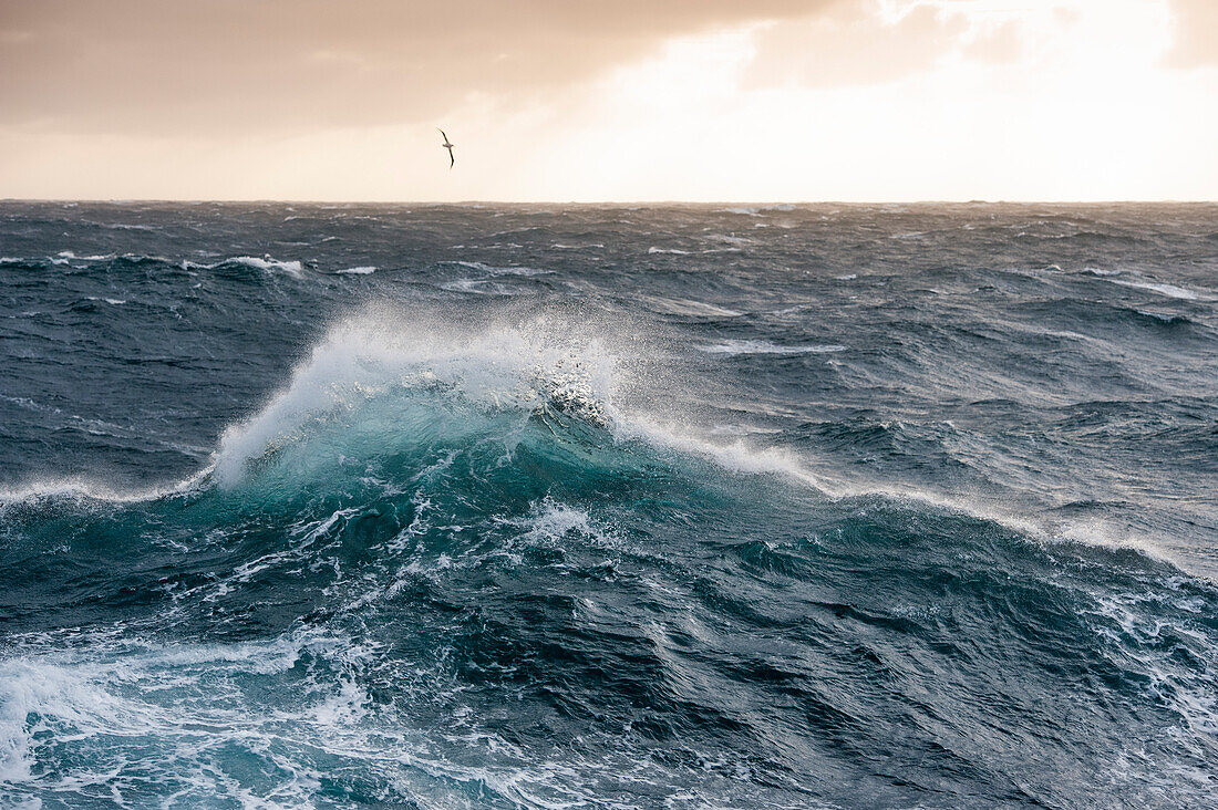 An albatross soaring above high waves in extremely rough seas in the Southern Ocean, near Falkland Islands, British Overseas Territory, South America