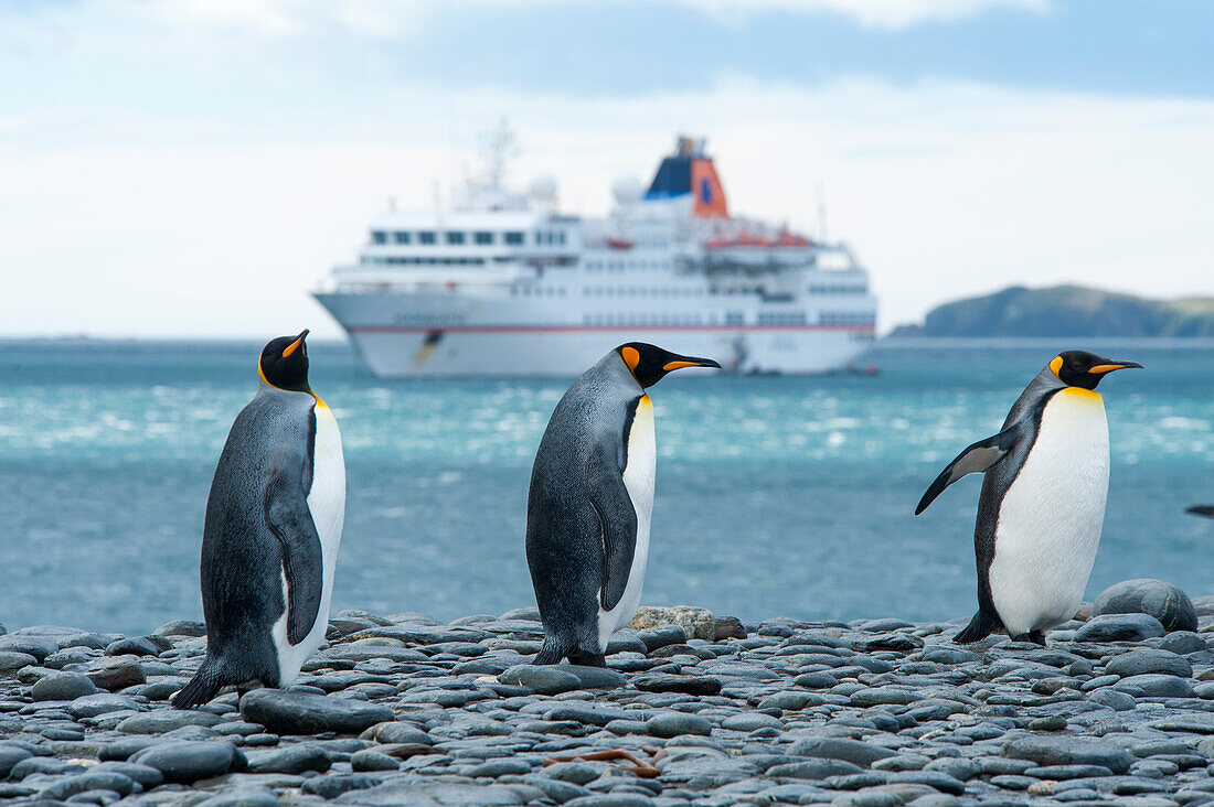 Three King Penguins (Aptenodytes patagonicus) and the expedition cruise ship MS Hanseatic (Hapag-Lloyd Cruises), Salisbury Plain, South Georgia Island, Antarctica