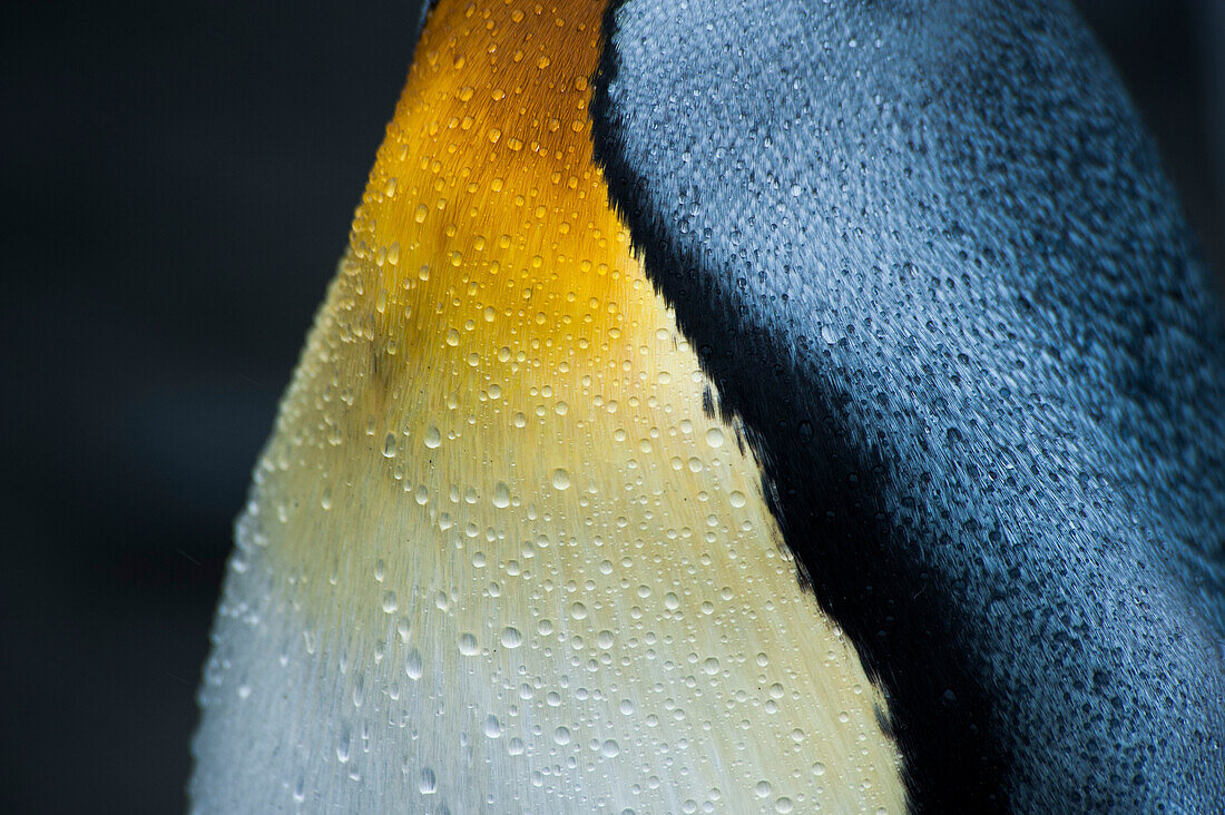 Detail of King Penguin (Aptenodytes patagonicus) fleece, Gold Harbour, South Georgia Island, Antarctica