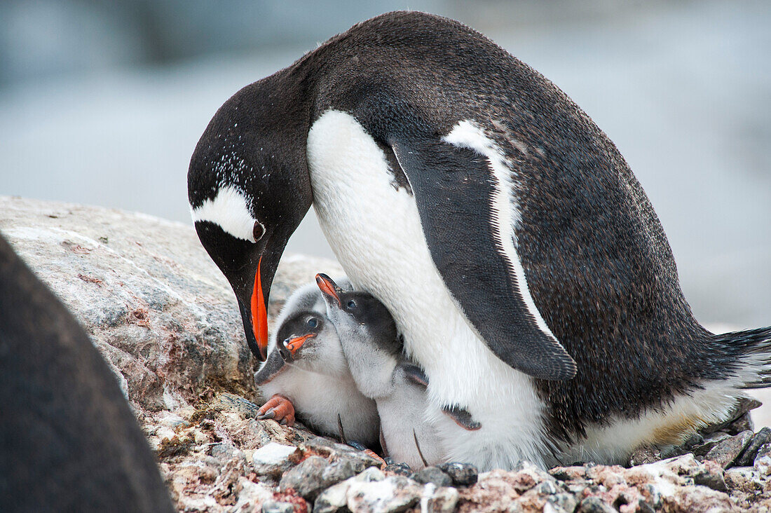 A Gentoo Penguin (Pygoscelis papua) mother feeding her two chicks, Port Lockroy, Wiencke Island, Antarctica