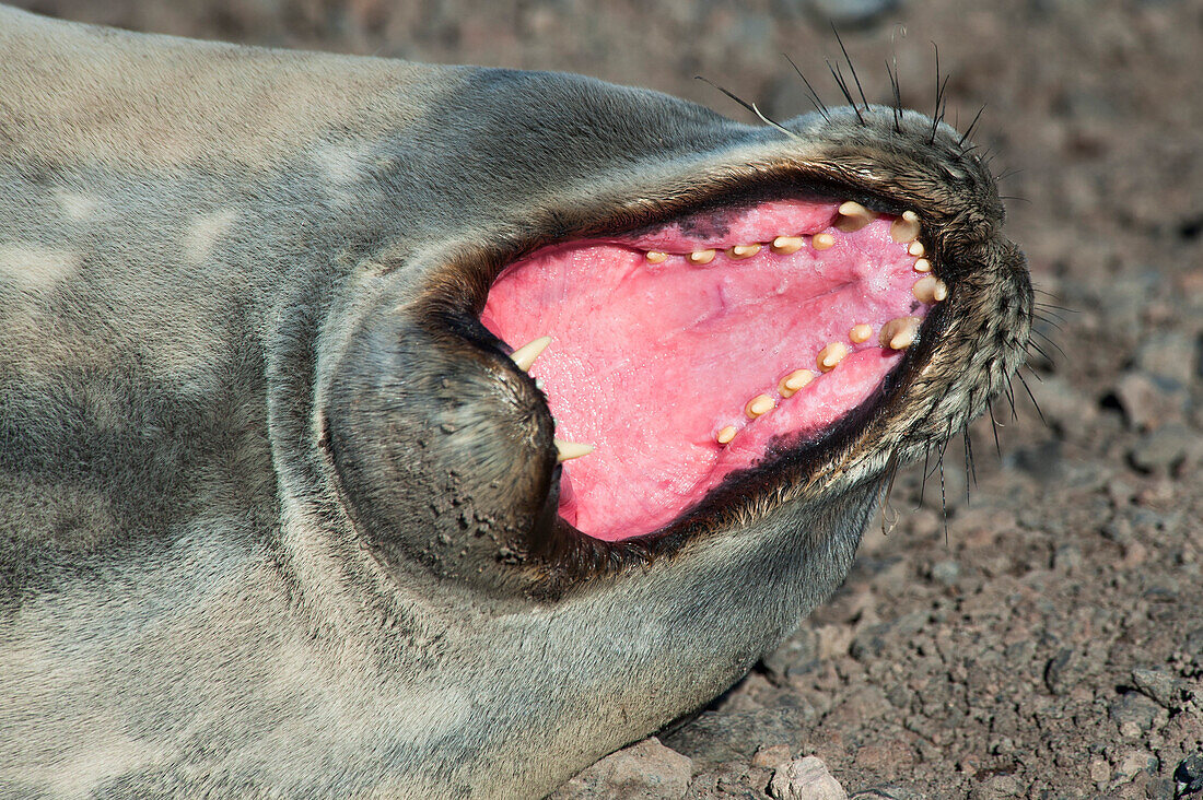 Sea lion with wide open mouth (and bad breath), McMurdo Station, Ross Island, Antarctica
