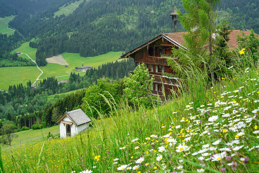 Blick über eine Blumenwiese auf ein Bauernhaus, Penningberg, Hopfgarten im Brixental, Kitzbüheler Alpen, Tirol, Österreich