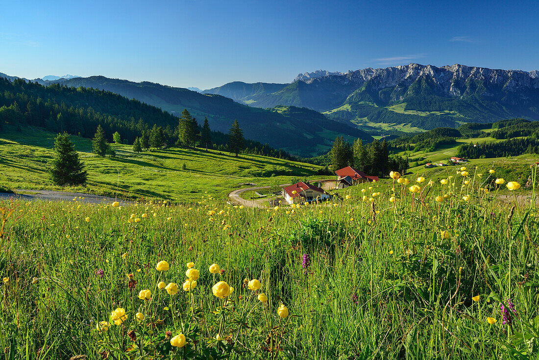 Blick über Alm auf Kaisergebirge, Spitzstein, Chiemgauer Alpen, Tirol, Österreich