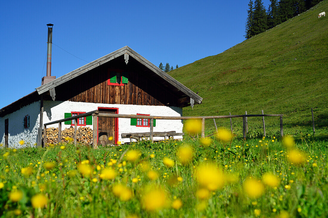 Blick über eine Blumenwiese auf Almhütte, Spitzstein, Chiemgauer Alpen, Tirol, Österreich