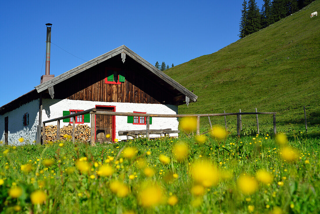 View over a flower meadow to alpine hut, Spitzstein, Chiemgau Alps, Tyrol, Austria