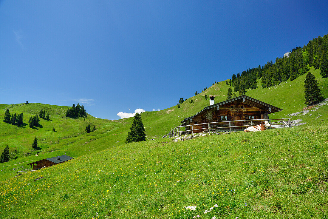 Alpine hut Neuhuettenalm, Fockenstein, Bavarian Prealps, Upper Bavaria, Bavaria, Germany