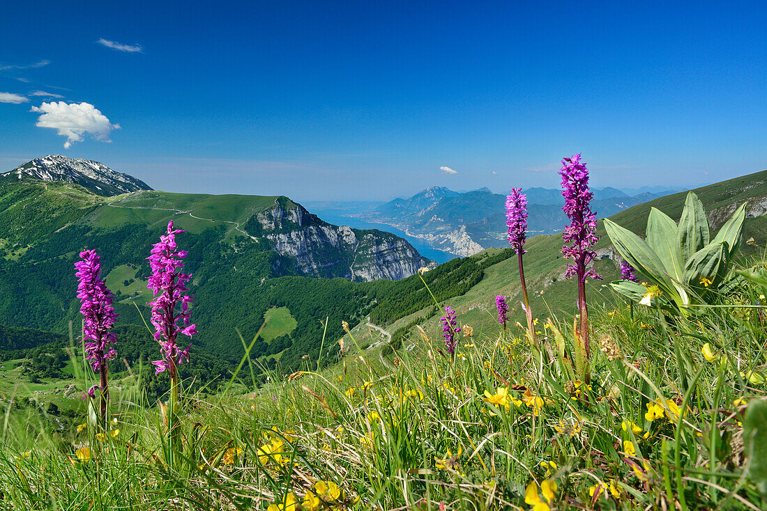 Flower meadow with orchids, Monte Baldo and lake Garda in background, Monte Altissimo, Garda Mountains, Trentino, Italy