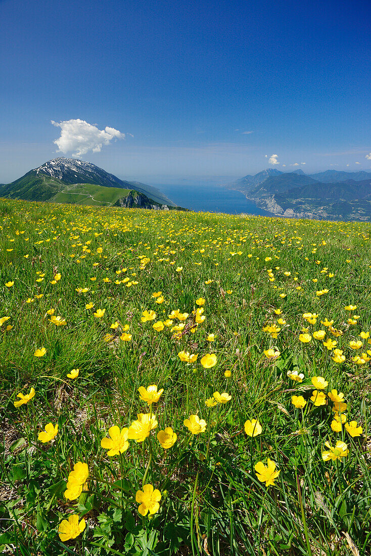 View over flower meadow to Monte Baldo and lake Garda in background, Monte Altissimo, Garda Mountains, Trentino, Italy
