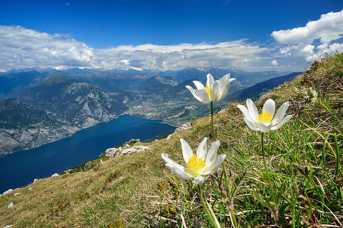 Flower meadow with anemones, lake Garda in background, Monte Altissimo, Monte Baldo, lake Garda, Trentino, Italy