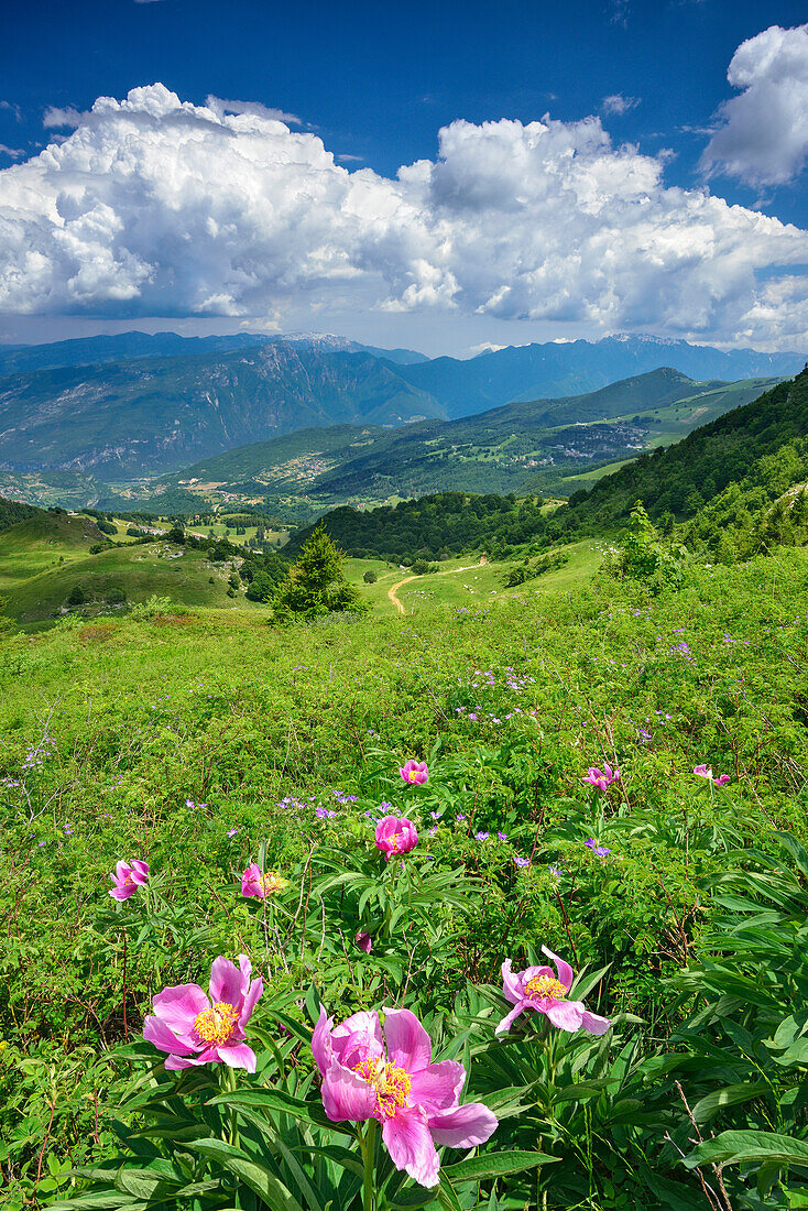 Peonies in blossom, Dolomites in background, Monte Altissimo, Monte Baldo, Garda Mountains, Trentino, Italy