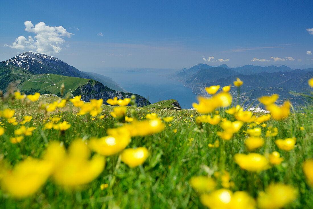View over flower meadow to Monte Baldo and lake Garda, Monte Altissimo, Garda Mountains, Trentino, Italy
