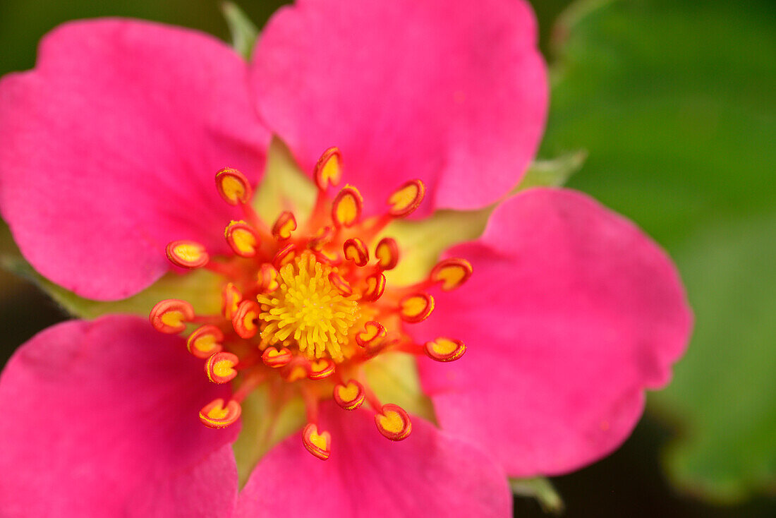 Pink flowering potentilla, Alpine Botanical Garden of the Viote, Monte Bondone, Trento, Trentino, Italy