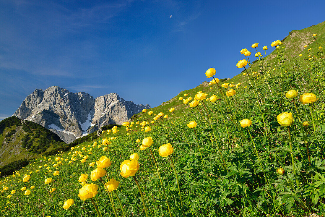 Blühende Trollblumen vor Lamsenspitze, Schafkarspitze und Hochglück, Karwendel, Tirol, Österreich
