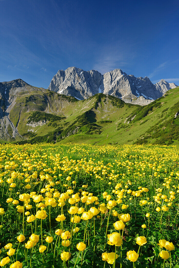 Flowering globeflowers in front of Lamsenspitze, Schafkarspitze and Hochglueck, Karwendel, Tyrol, Austria