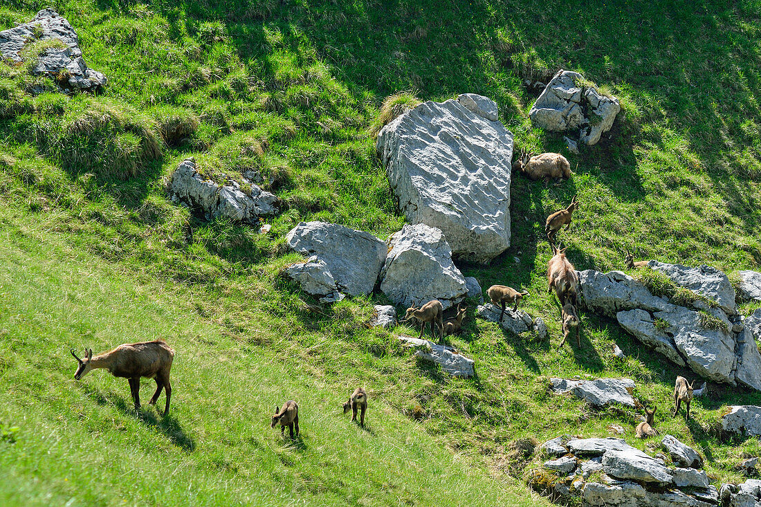 Gämsen mit Kitze grasen, Naturpark Karwendel, Tirol, Österreich