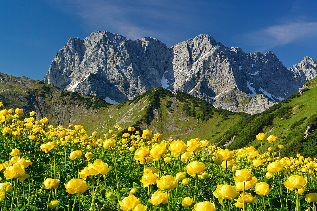 Blühende Trollblumen vor Lamsenspitze, Schafkarspitze und Hochglück, Karwendel, Tirol, Österreich