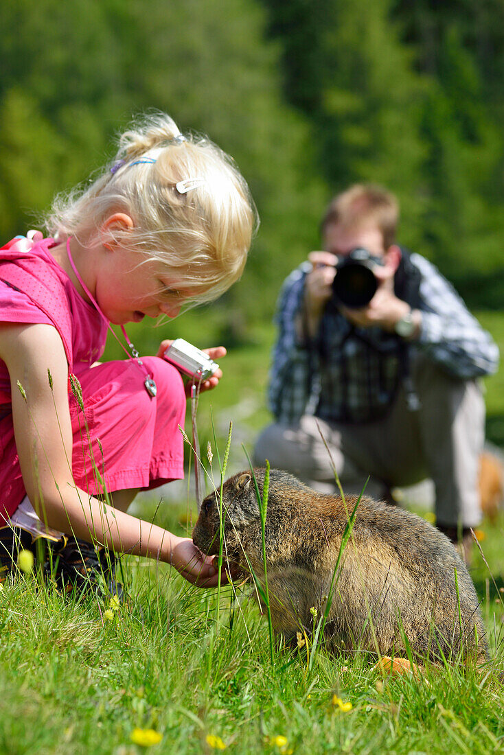 Girl feeding a marmot, Bachlalm, Dachstein Mountains, Styria, Austria