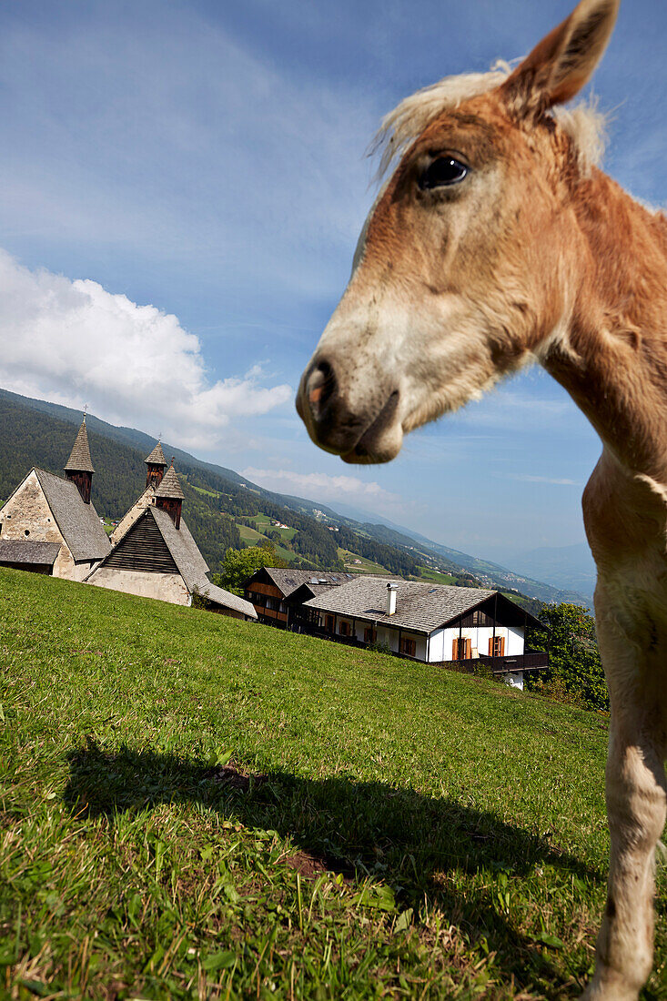 Haflinger horse on a meadow with three churches in the background near Hotel Gasthof Bad Dreikirchen, mountain hotel owned by the Wodenegg family, Eisack Valley, Trechiese 12, Barbian, South Tyrol, Italy