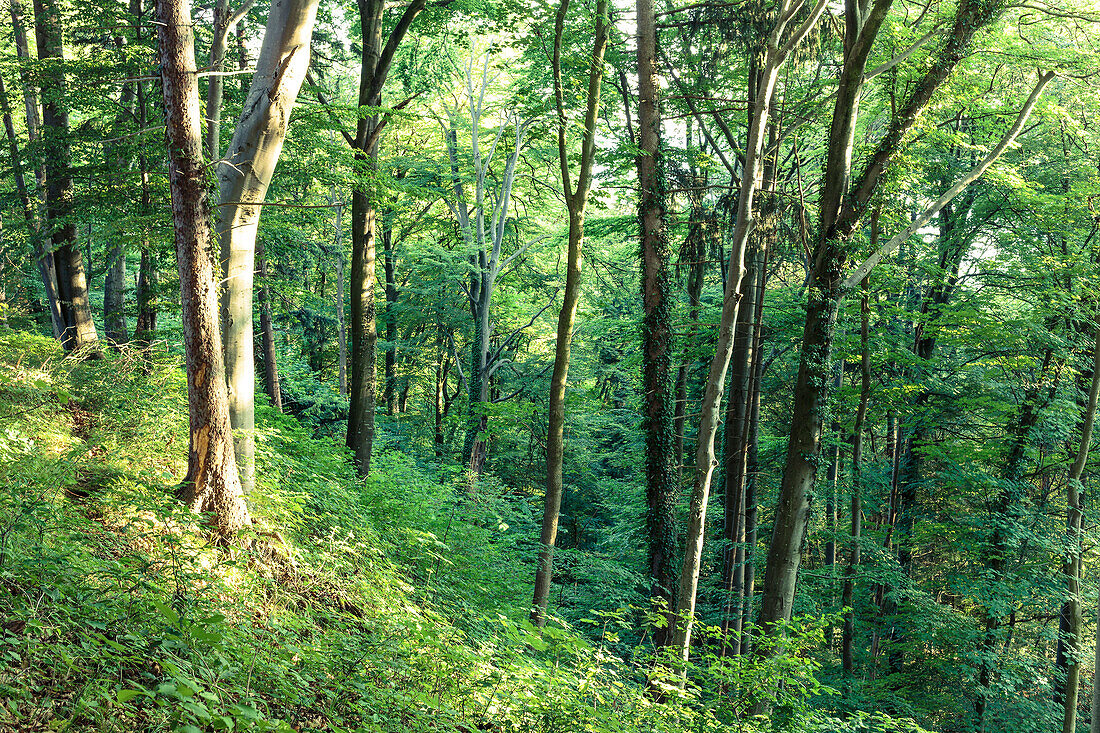 Wald im Abendlicht, Berg, Oberbayern, Bayern, Deutschland