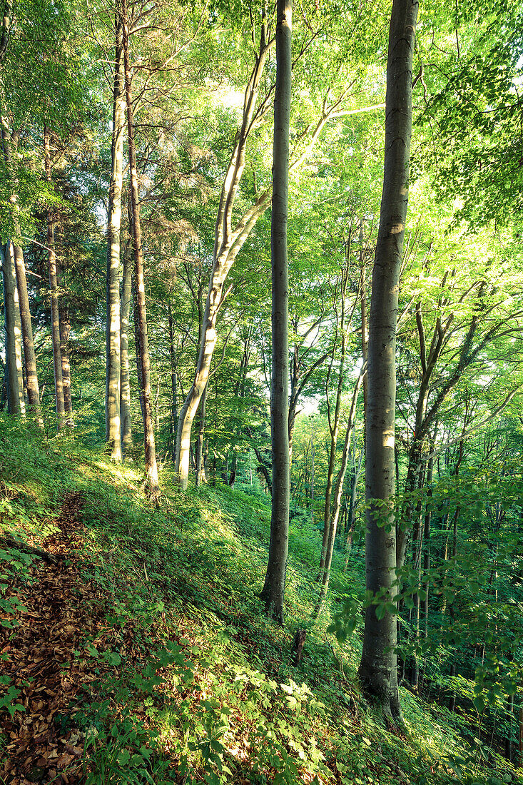 Wald im Abendlicht, Berg, Oberbayern, Bayern, Deutschland