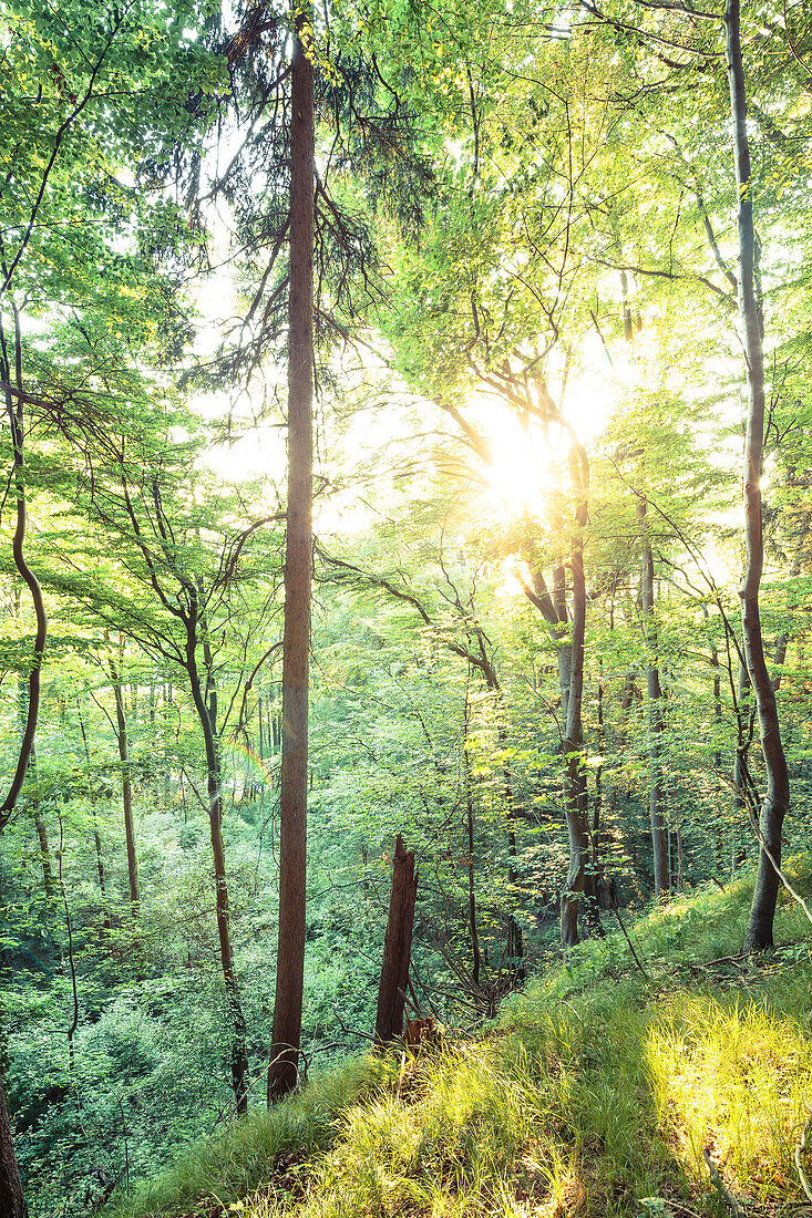 Wald im Abendlicht, Berg, Oberbayern, Bayern, Deutschland