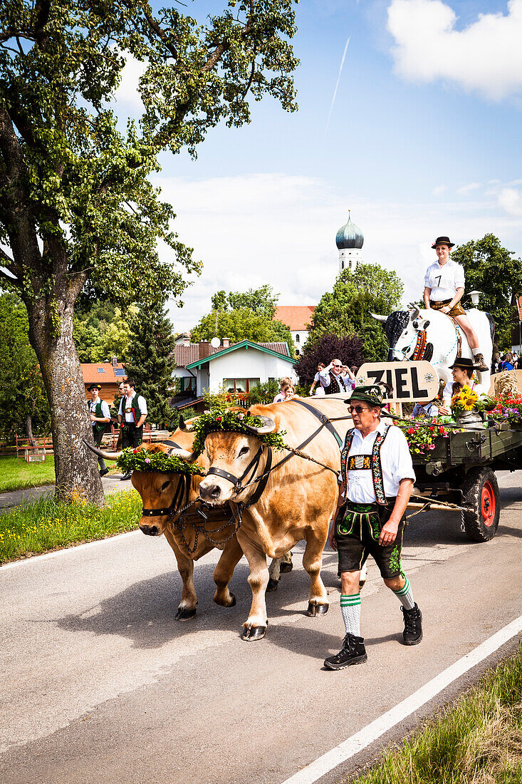 Ochsengespann beim Trachtenumzug, 160-Jahre-Feier der Musikkapelle Münsing, Oberbayern, Deutschland