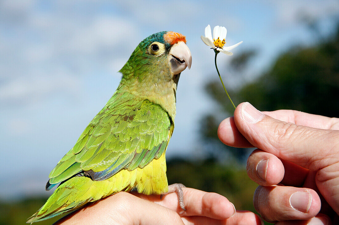 Canary bird sitting on a hand with white flower in other hand in Cerro Verde National Park, near Santa Ana, El Salvador, Central America