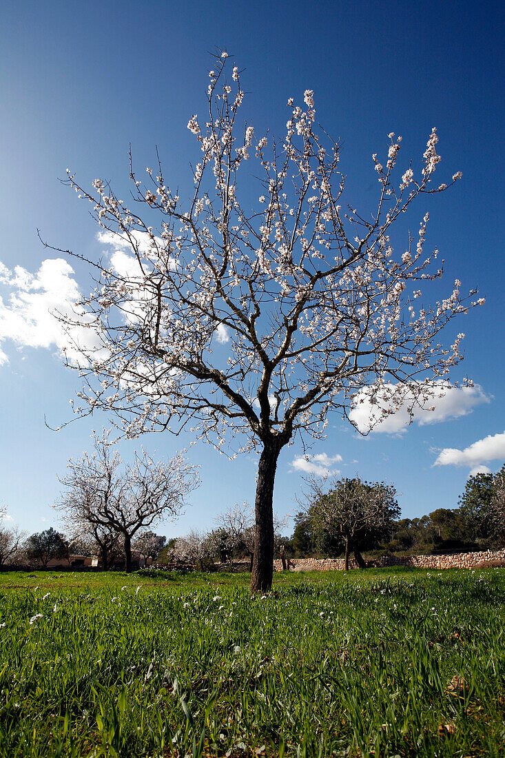 Blühender Mandelbaum in einer Wiese, nahe Randa, Mallorca, Balearen, Spanien, Europa
