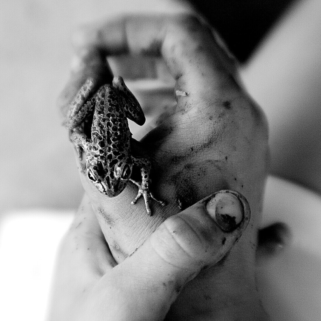 Muddy hands of boy holding a small frog (black and white photo using Lensbaby technique), Borden, Western Australia, Australia