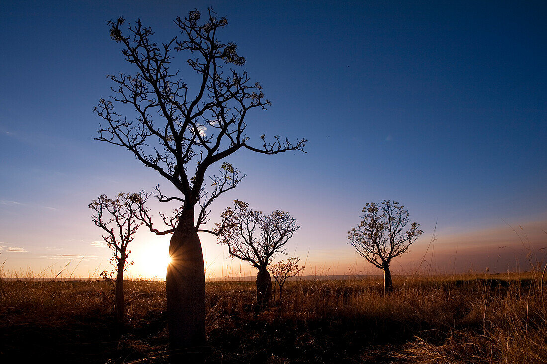 Silhouette von Boab Bäumen (Adansonia gregorii) bei Sonnenuntergang, nahe Kununurra, Western Australia, Australien