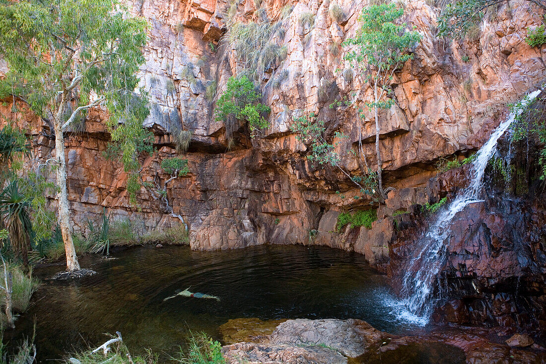 Man swimming in the pool of Lily Creek Lagoon with waterfall and red rock wall, near Kununurra, Western Australia, Australia