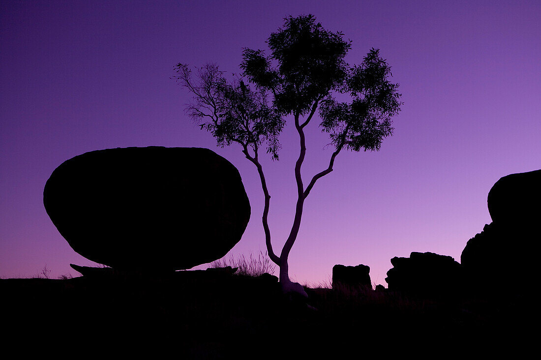 Silhouette of Devil's Marbles rock formation with tree at dawn, Devils Marbles Conservation Reserve, near Wauchope, Northern Territory, Australia