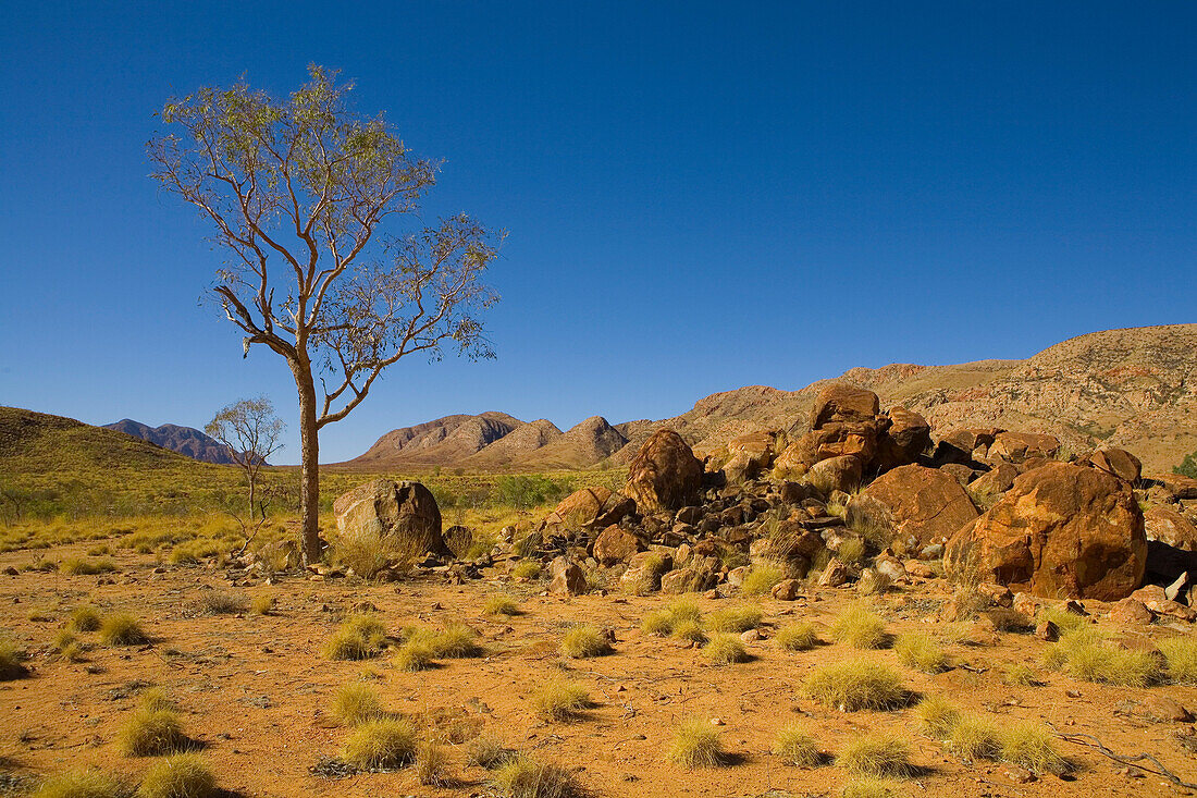 Tree and red rocks on an Outback plateau with hills in the background, East MacDonnell Ranges National Park, Northern Territory, Australia